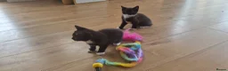 Mixed Breed cats for sale: Two female black and white kittens for sale - Advert 11