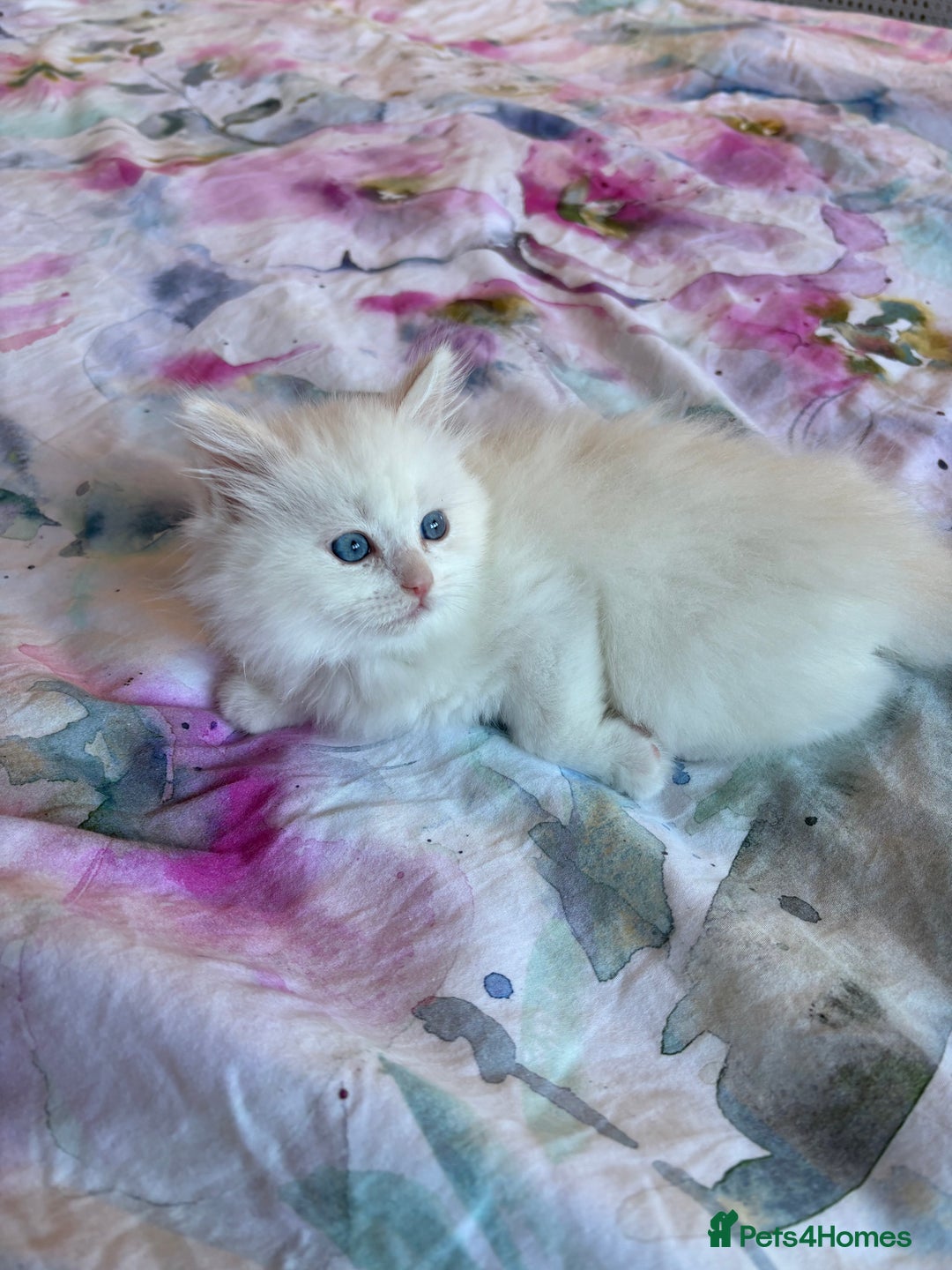 Ragdoll cats for sale: Kittens from Extensively Health Tested Parents - Advert 5