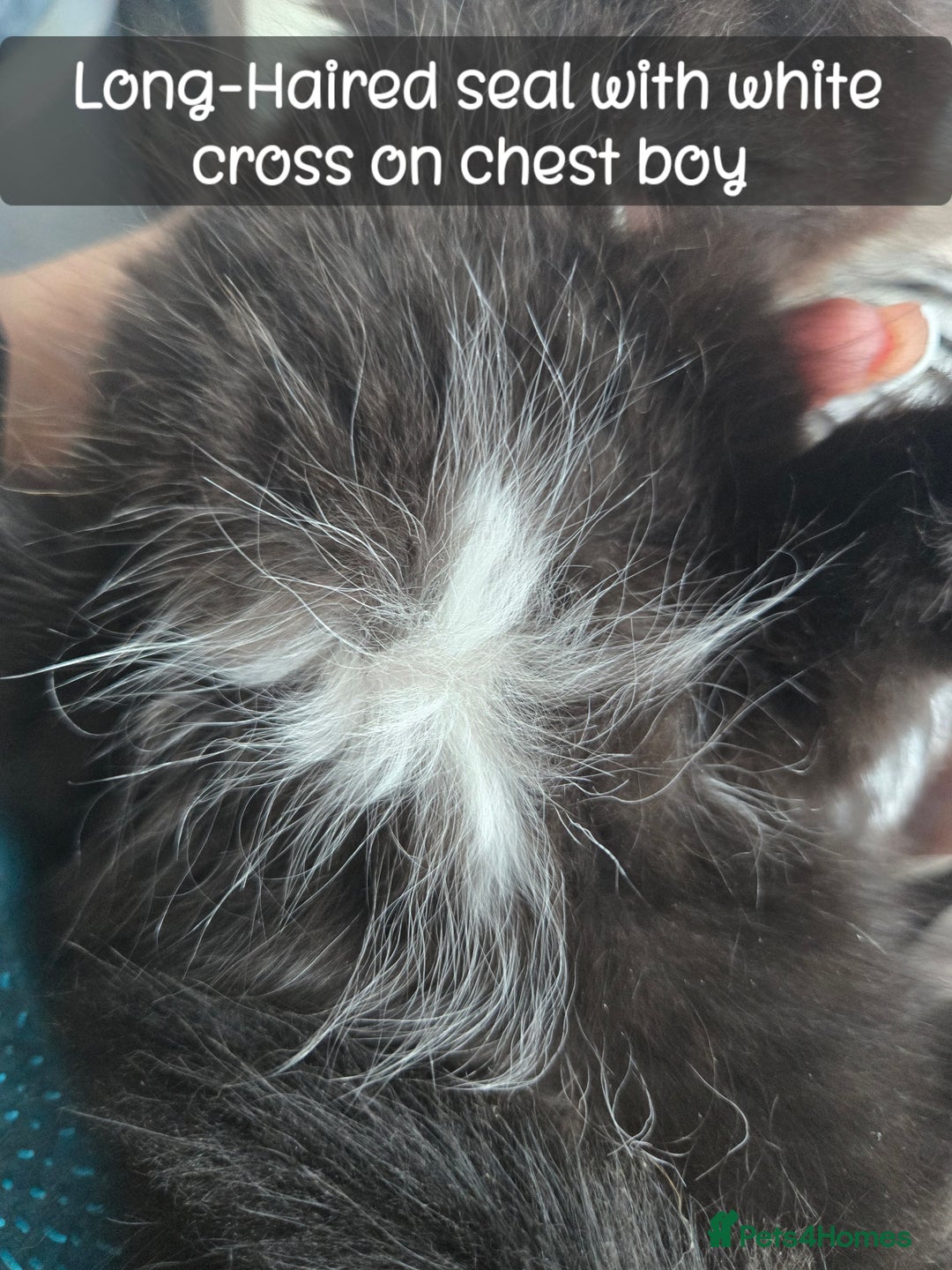 Ragdoll cats for sale: 12 half-Ragdolls (£150-£475) - Image 29