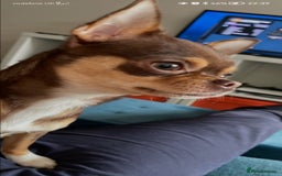 Chihuahua dogs for sale: Stunning Chihuahua Puppies  - Advert 2