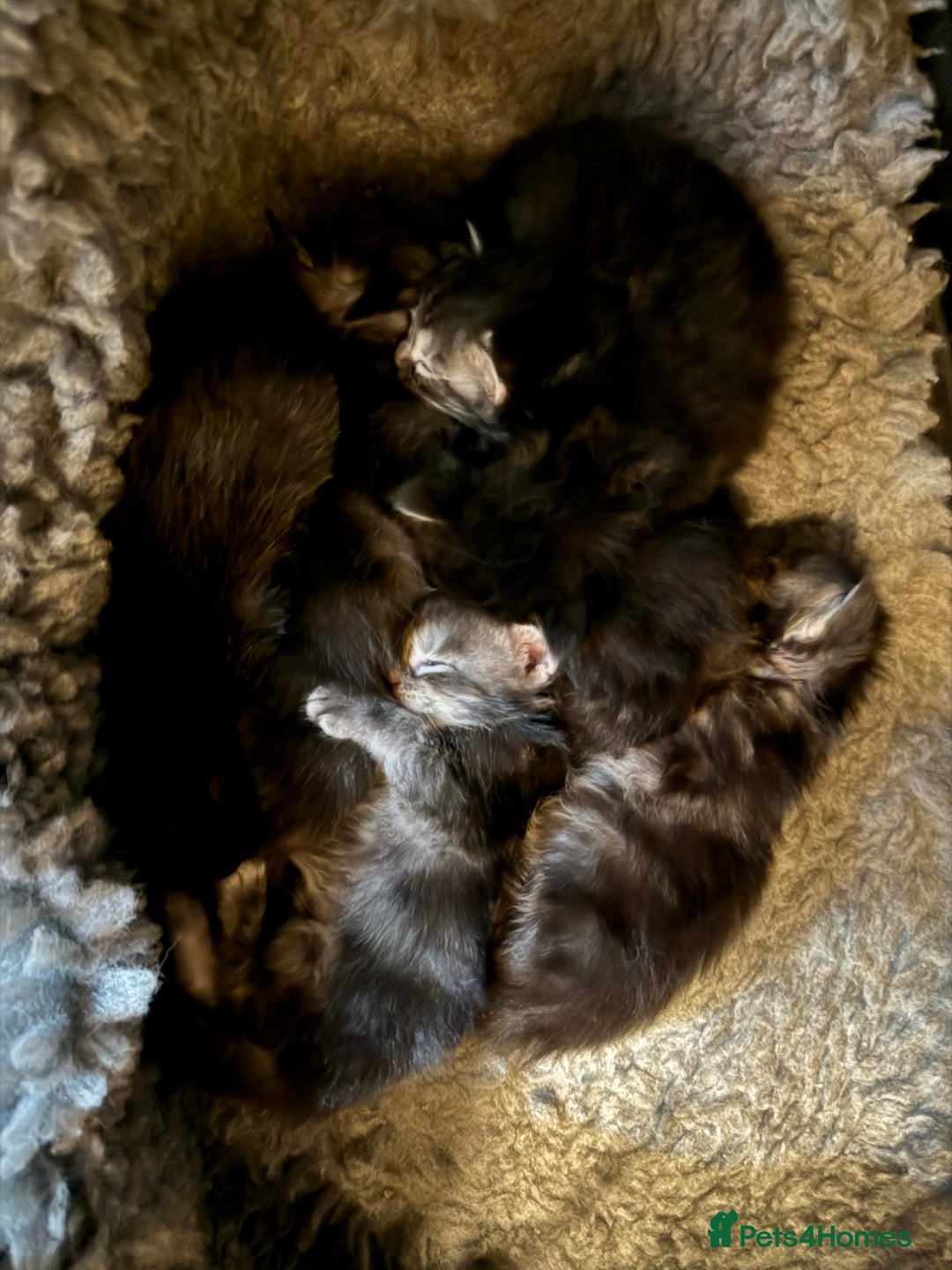 Maine Coon cats for sale: Maine coon kittens - Advert 2