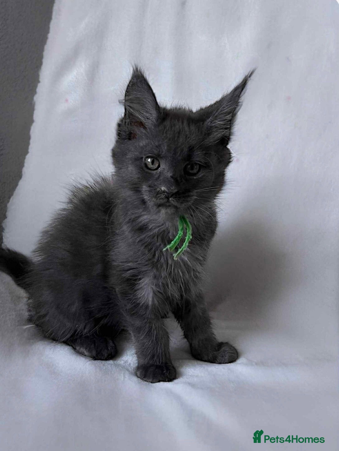 Maine Coon cats 6 Maine Coon kittens blue colour - Advert 14