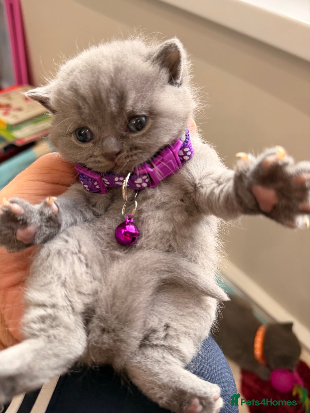 British Shorthair cats for sale: Beautiful big British Shorthair Kittens - Advert 20