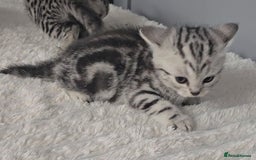 British Shorthair cats for sale: Beautiful gccf registered bsh kittens  - Image 13
