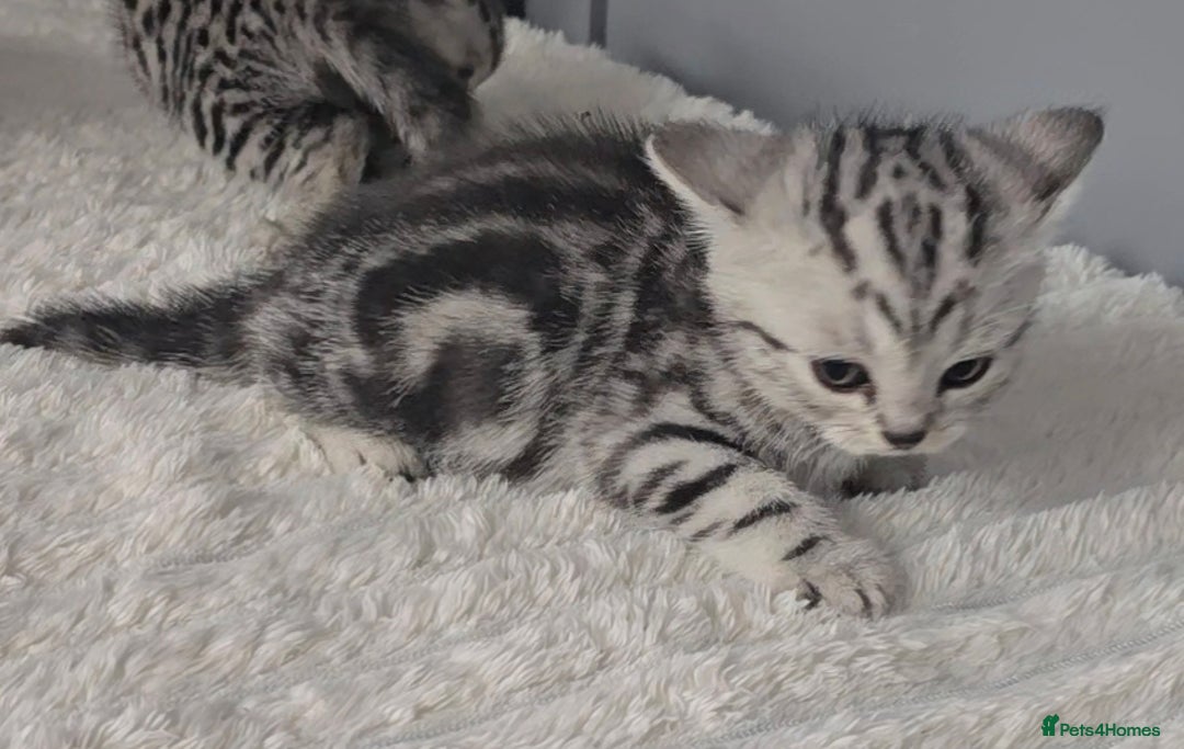British Shorthair cats for sale: Beautiful gccf registered bsh kittens  - Image 13