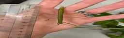 Stick Insects invertebrates for sale: Indian stick insects in Gloucester - Advert 3