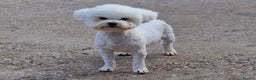 Bichon Frise dogs for stud: 💥STUNNING PROVEN CHAMP SIRED KC BICHON FOR STUD💥 - Advert 3
