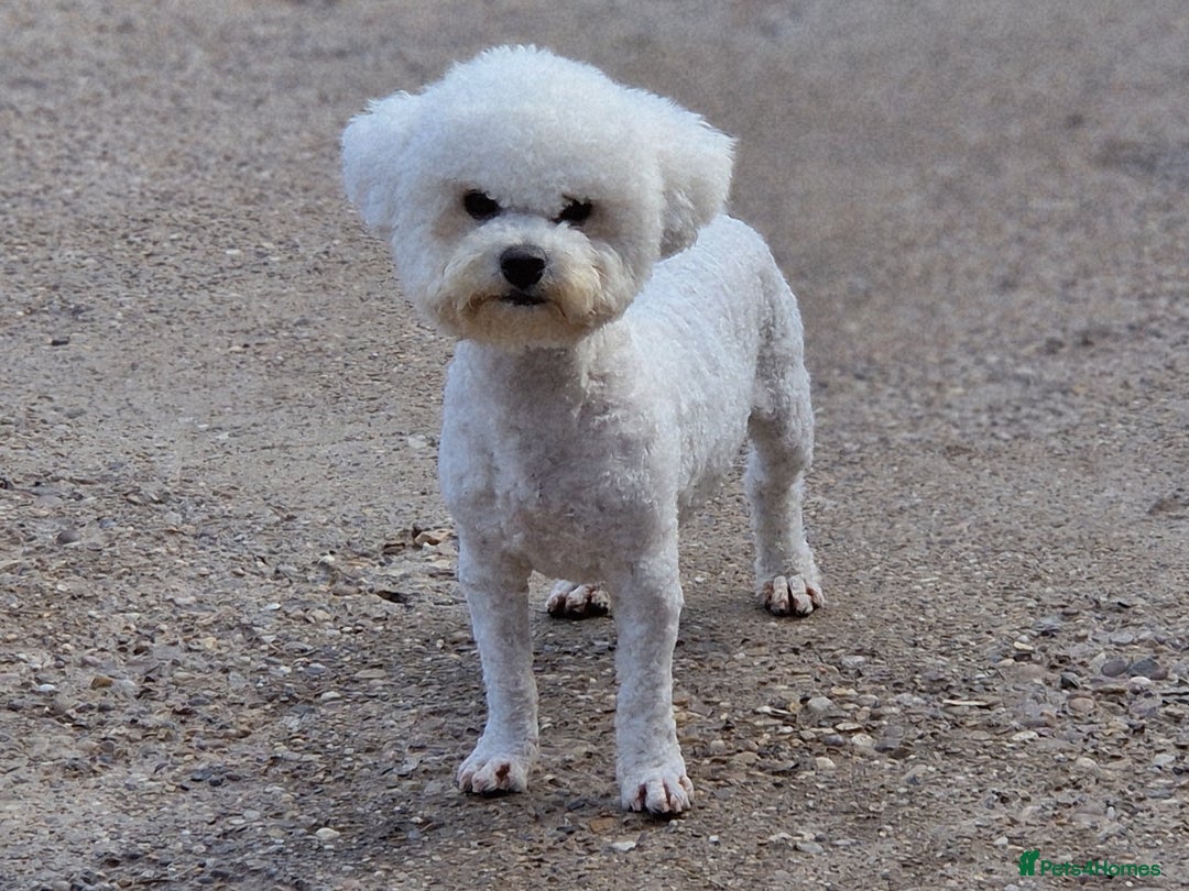 Bichon Frise dogs for stud: 💥STUNNING PROVEN CHAMP SIRED KC BICHON FOR STUD💥 - Advert 3