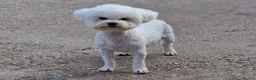 Bichon Frise dogs for stud: 💥STUNNING PROVEN CHAMP SIRED KC BICHON FOR STUD💥 - Advert 3