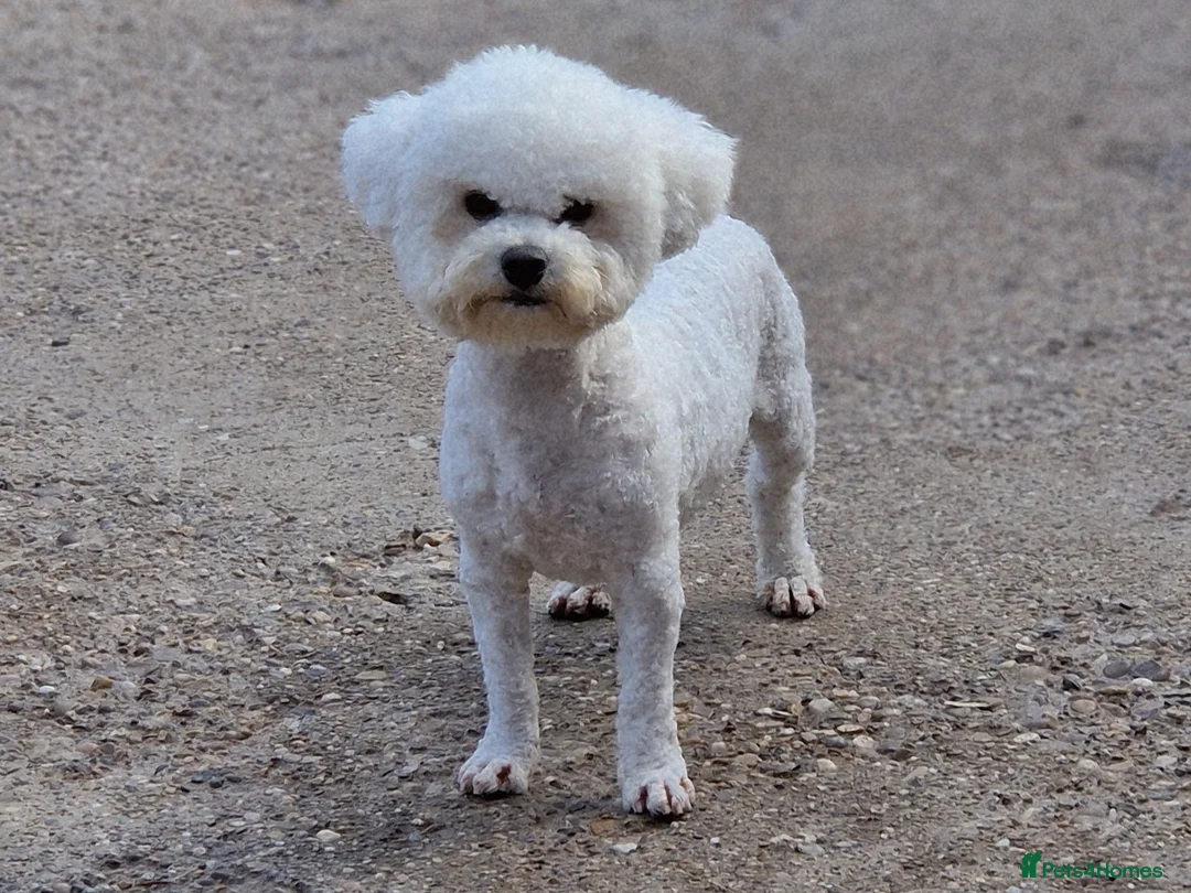 Bichon Frise dogs for stud: 💥STUNNING PROVEN CHAMP SIRED KC BICHON FOR STUD💥 - Advert 3