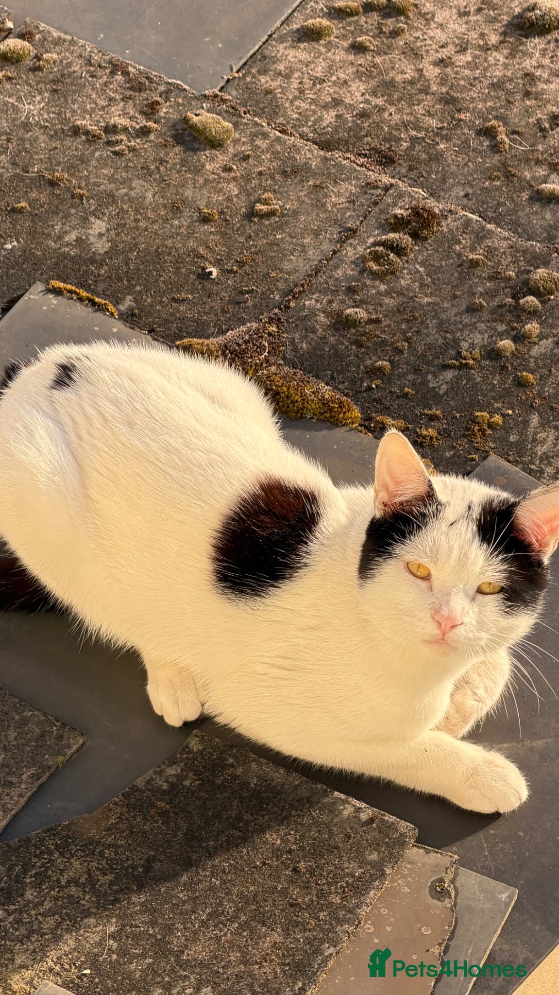 Mixed Breed cats Cute young male cat looking for a loving home - Advert 2