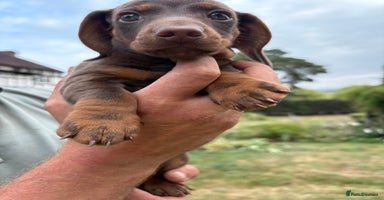Miniature Dachshund dogs - Advert 10