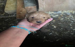 Aussiedoodle dogs for sale: Gorgeous Aussie Doodle Pups - Image 31