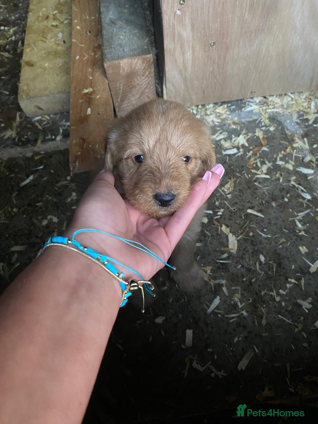 Aussiedoodle dogs for sale: Gorgeous Aussie Doodle Pups - Image 31