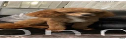 Miniature Poodle dogs for sale: PRA clear minature poodles  - Advert 2