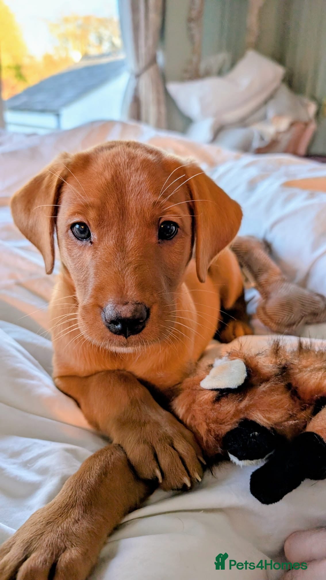 Labrador Retriever dogs for sale: KC Stunning Dark Fox Red Labrador Puppies - Advert 5