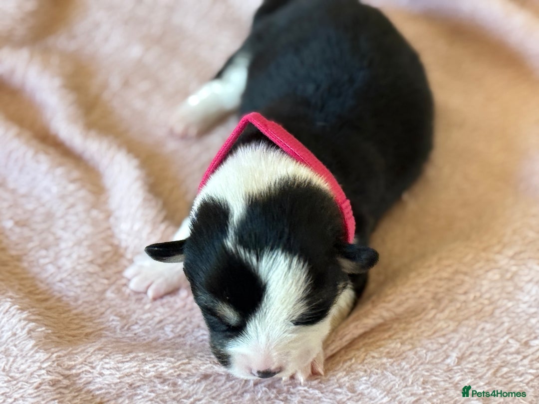 Welsh Corgi Pembroke dogs for sale: Quality Corgi puppies available to loving homes - Image 17