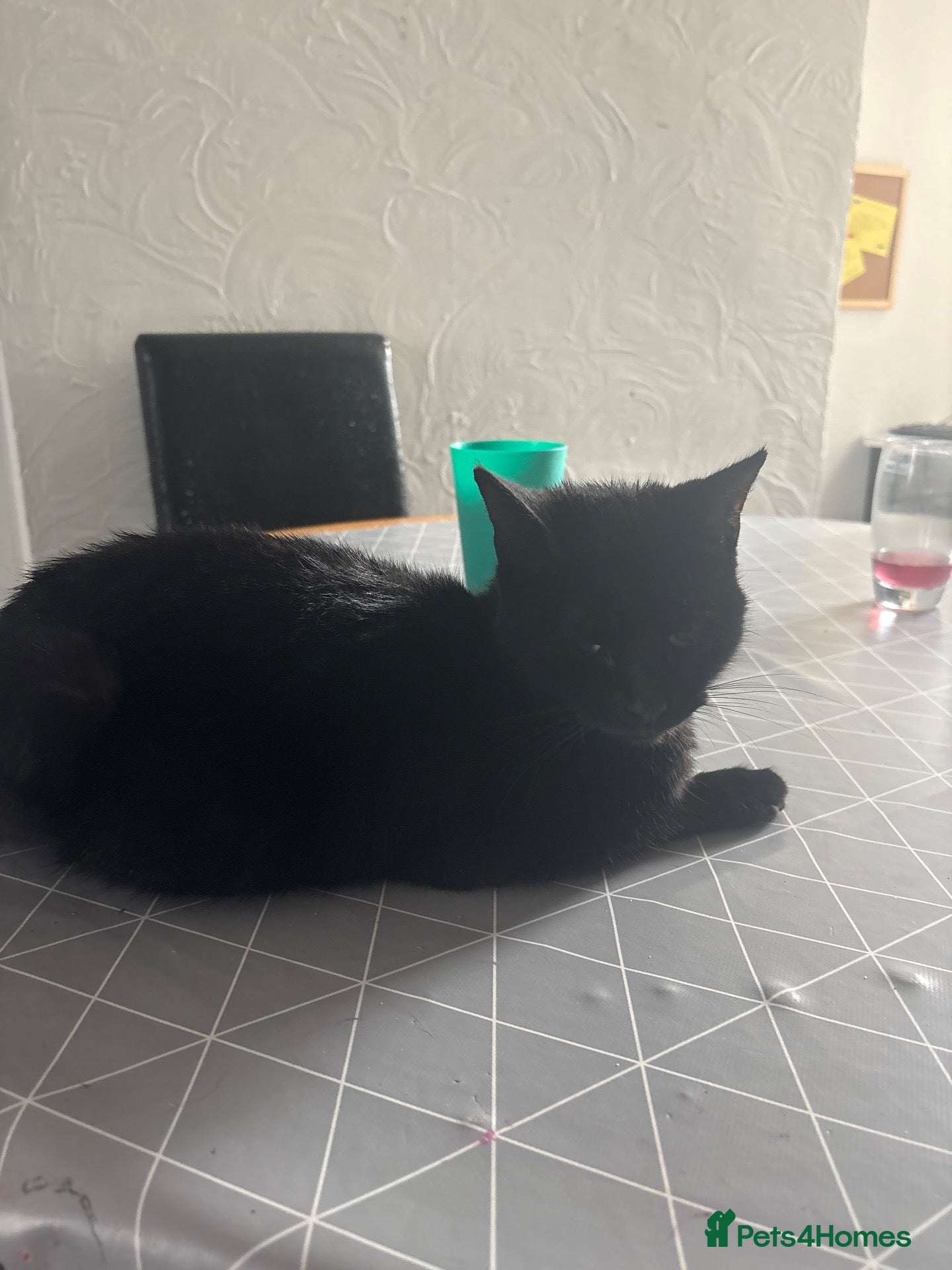 British Shorthair cats 6 black kittens - Advert 1