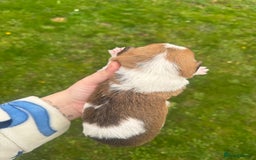 Yorkshire Terrier dogs for sale: Yorkshire terrier puppies - Image 5