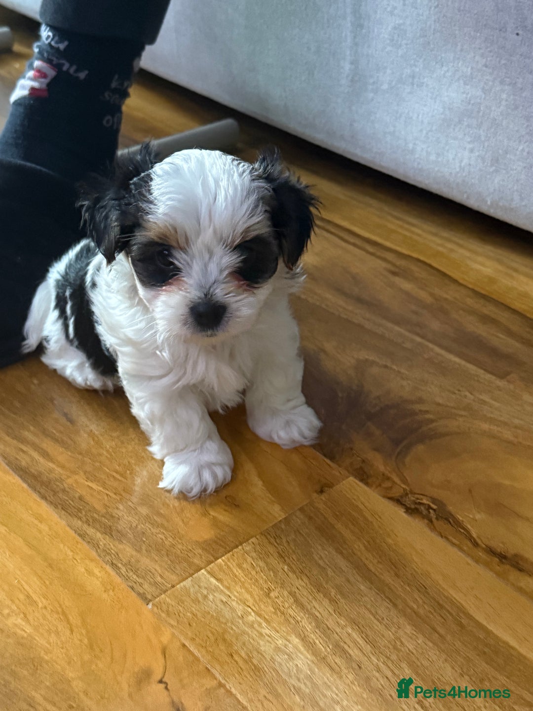 Biewer Terrier dogs for sale: 1 Beautiful Boy Available!!! - Advert 17