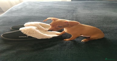 Miniature Pinscher dogs - Advert 16