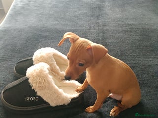 Miniature Pinscher dogs - Advert 4