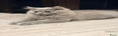 British Longhair 1