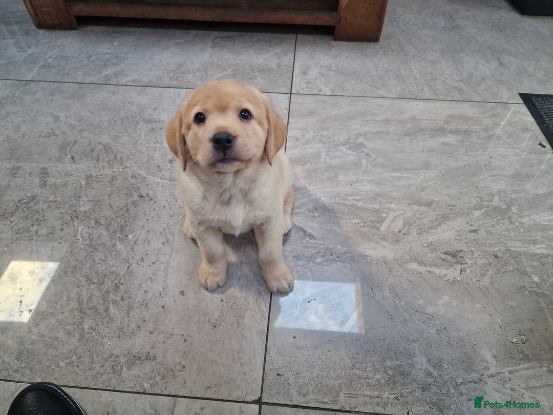 Labrador Retriever dogs for sale: Labrador very cute and playful puppies  - Advert 9