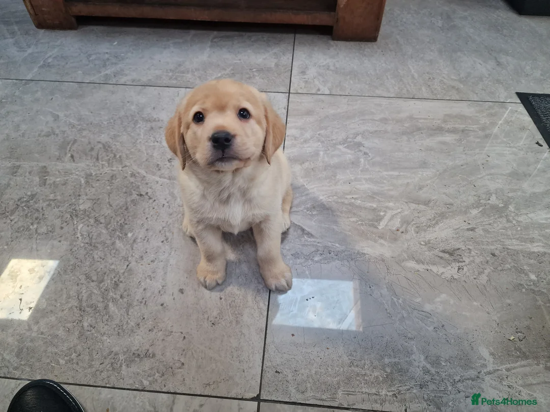 Labrador Retriever dogs for sale: Labrador very cute and playful puppies  - Advert 8