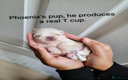 Shih Tzu dogs for stud: Handsome 2.2kgs boy Proven STUD Imperial ShihTzu - Advert 6