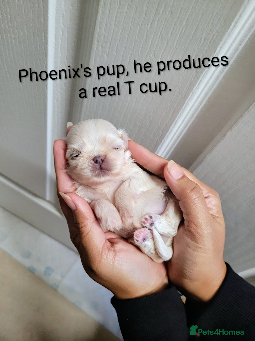 Shih Tzu dogs for stud: Handsome 2.2kgs boy Proven STUD Imperial ShihTzu - Advert 6