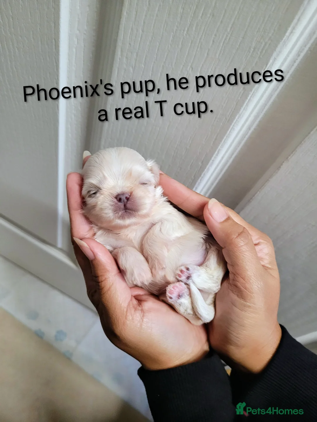 Shih Tzu dogs for stud: Handsome 2.2kgs boy Proven STUD Imperial ShihTzu - Advert 6