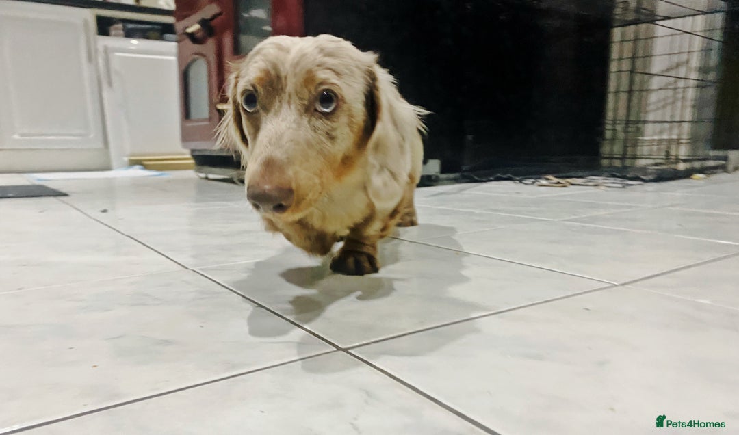 Miniature Dachshund dogs for stud: 🏆PEREZ’ CHAMPION STUD🏆  - Image 5