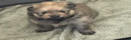 Pomeranian dogs for sale: Five beautiful fluffy Pomeranian puppies  - Advert 5