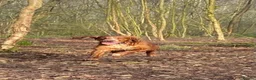 Cocker Spaniel dogs for sale: Beautiful KC Reg Working Cocker Spaniels Puppies - Advert 10