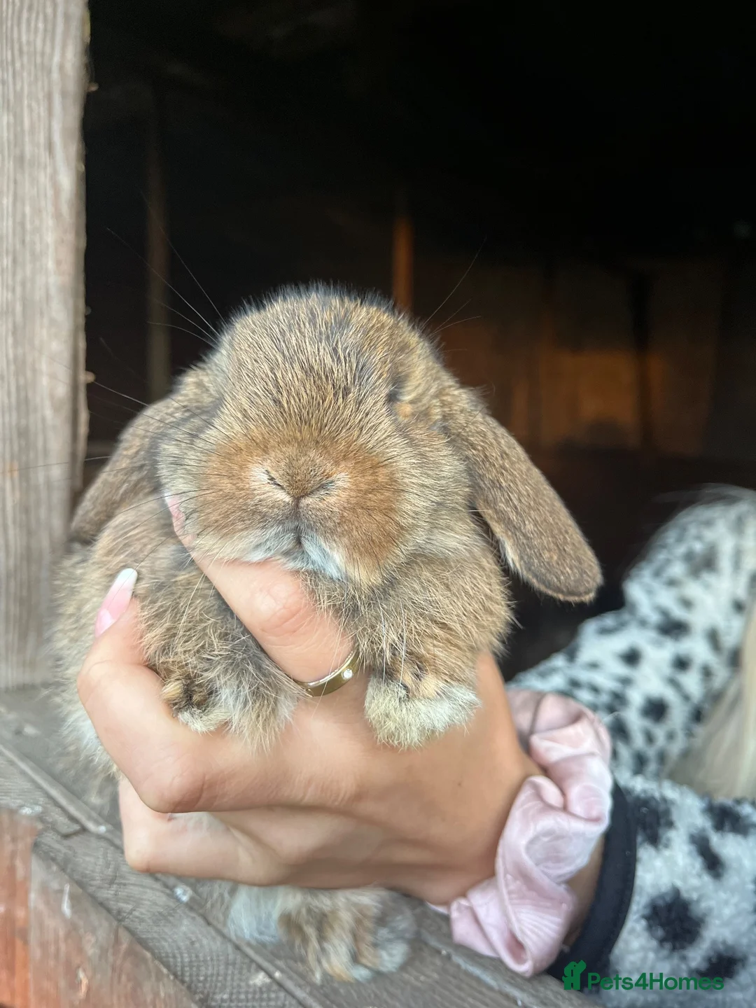 Mini Lop rabbits for sale: Gorgeous baby mini lops  - Advert 2