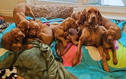 Hungarian Vizsla dogs for sale: 2 viz boys looking for loving homes - Image 9