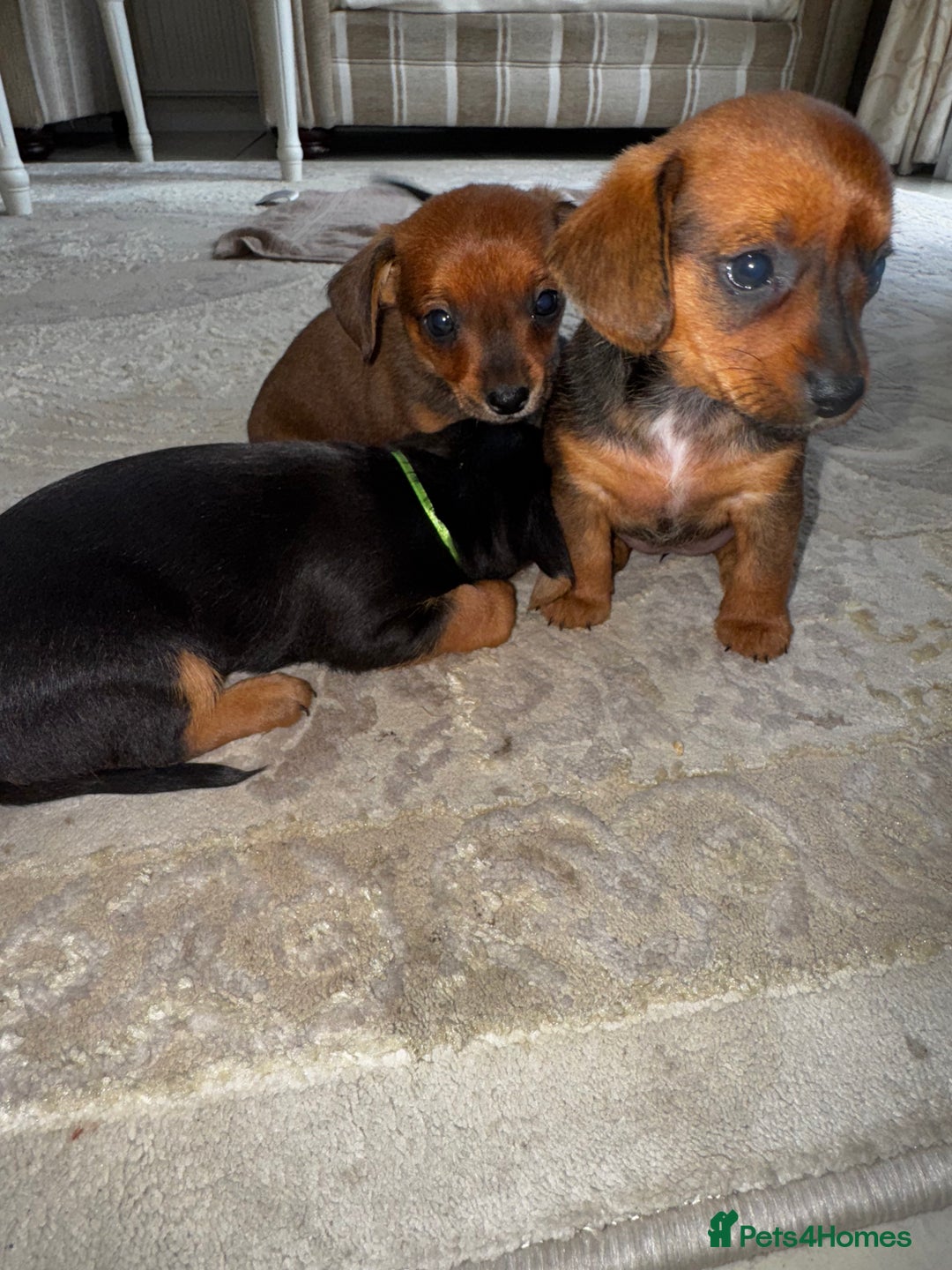 Miniature Dachshund dogs for sale: Miniature dachshunds - Image 5