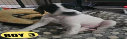 Mixed Breed dogs for sale: Adorable jackapoo jack russel x cockapoo puppies. in Oxford - Advert 8