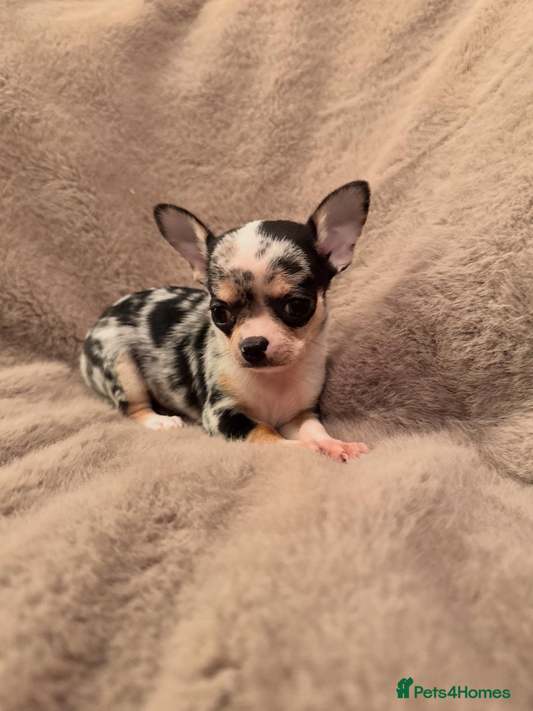 Chihuahua dogs for sale: 🌸🐶 Chihuhua Puppies 🐶🌸 - Image 5