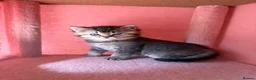 British Shorthair cats for sale: Looking for a new home!!! ready to collect  - Advert 8