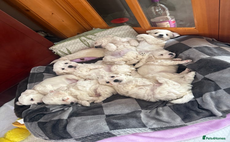 Bichon Frise dogs - Advert 1