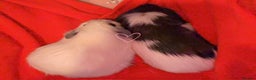 Guinea Pig rodents for sale: 2 young female guinea pigs with large c n c cage - Advert 1