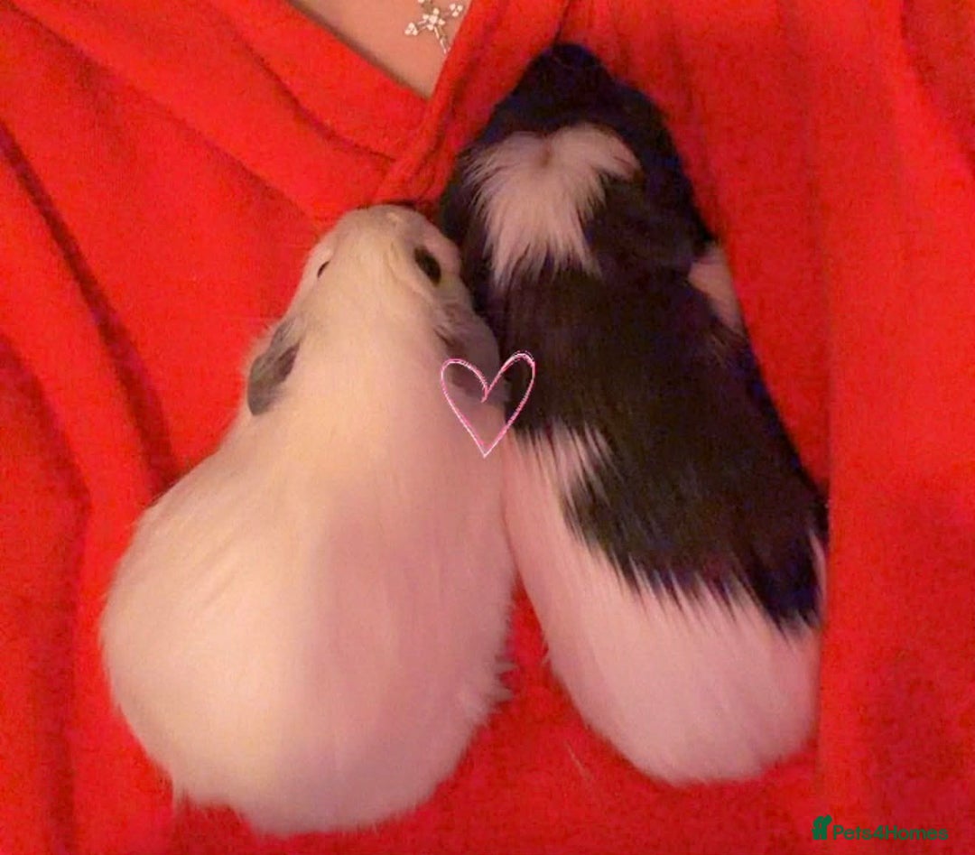 Guinea Pig rodents for sale: 2 young female guinea pigs with large c n c cage - Advert 1