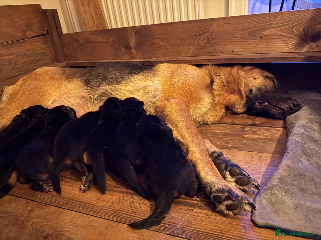 German Shepherd dogs for sale: World champion bloodlines - Image 3