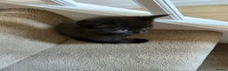 Mixed Breed cats for sale: Two black male kittens for sale  - Advert 8