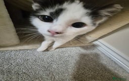 Mixed Breed cats for sale: Two inseparable kittens  - Image 11