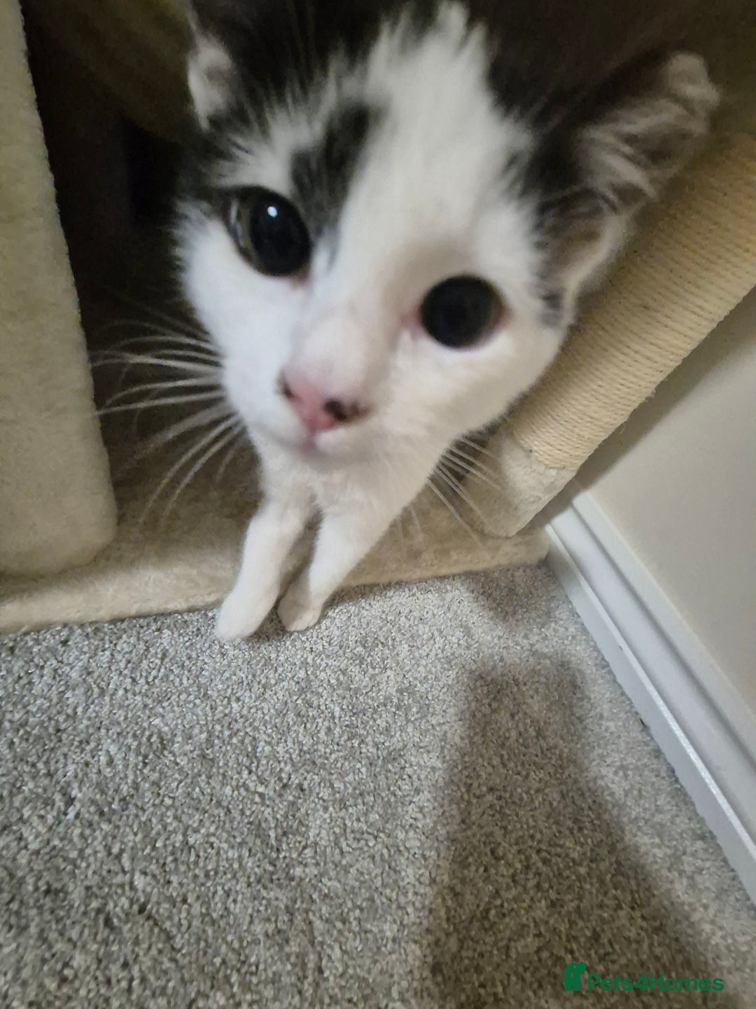Mixed Breed cats for sale: Two inseparable kittens  - Image 11