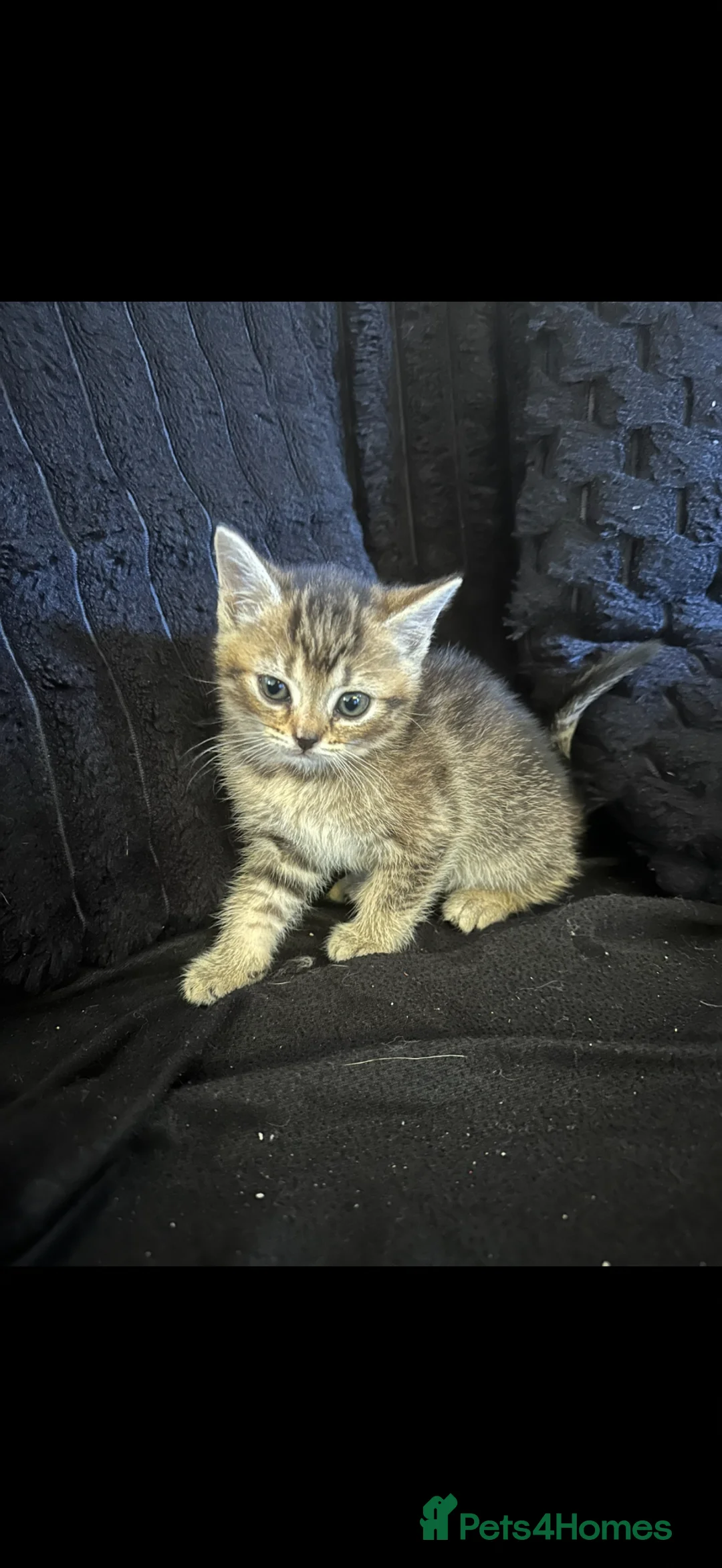 Mixed Breed cats for sale: KITTENS READY TO GO - Advert 8