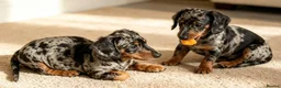 Miniature Dachshund dogs for sale: 😾  •• Miniature Dachshund Puppies  •• 🐺   - Advert 3